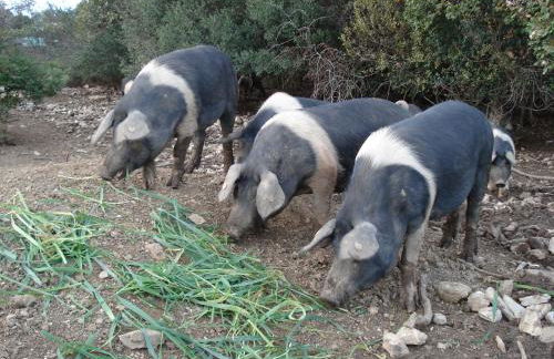 Agriturismo La Fontanella & Glamping - Foto 60