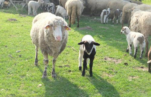 Ferienwohnung Kroppenmühle - Foto 28