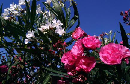 Appartement & Spa - Panoramic Olivars - Foto 38