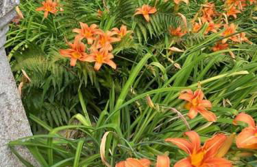 Gite l'Échapée Belle dans les Vosges - Foto 17