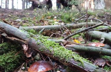 Ferienhäuser Schneeberger - Foto 39