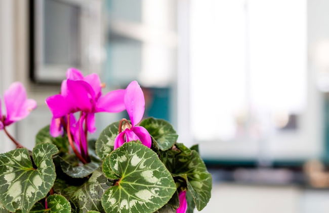 Ca Sa Padrina by LOCALITE - Foto 26