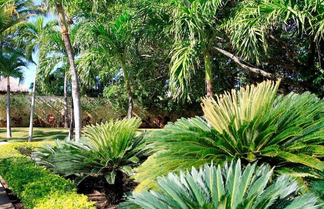 Garden Condos - Foto 15