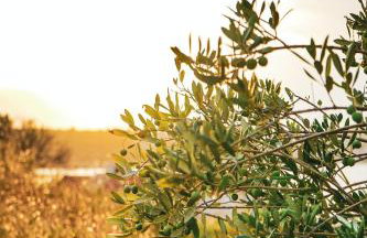 MT Seafront Residence - Foto 9