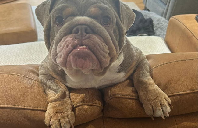 Rural Cottage-full Kitchen-pets Ok-paddock - Foto 24