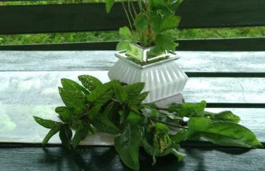 Dom z ogrodem w malowniczej okolicy Bieszczady - Foto 2