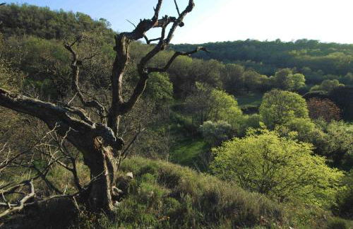 La maison jaune - Foto 12