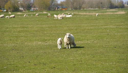 Haus DeichWelle - Foto 2