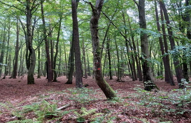 Charming Chalet in Vielsalm - Photo 38