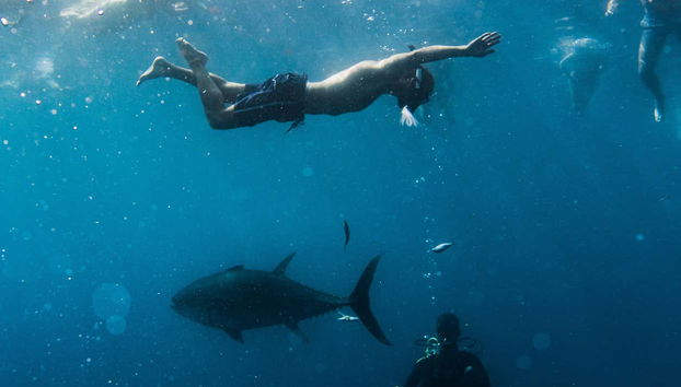 Mergulhando junto a um atum
