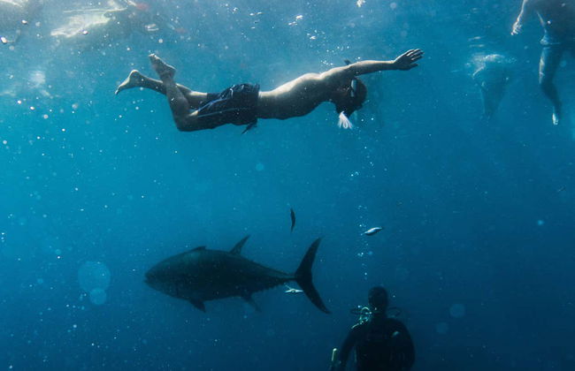 Nadar com atuns em L'Ametlla de Mar - Foto 3