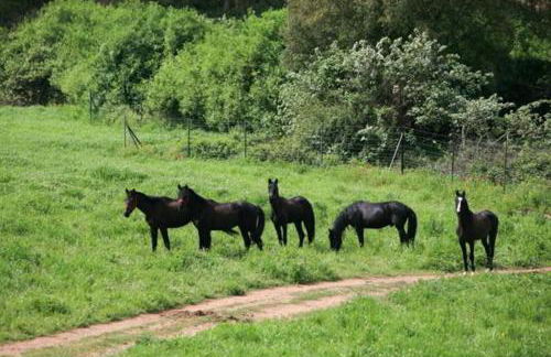 Finca El Zurrador - Foto 43