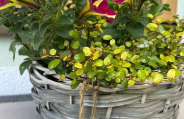 Ferienwohnung Aigner - Foto 3