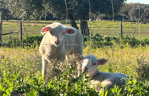 Monte de São Francisco Country House - Foto 27