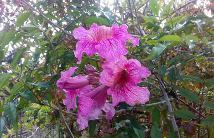 Monte frio de Tenerife - Foto 36