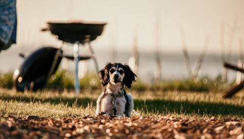 Dome Meadows 3 At Tapnell Farm - Foto 4