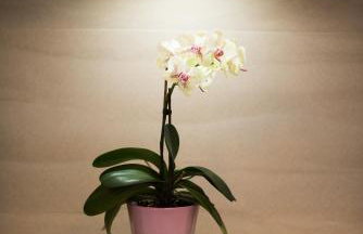 Apartment Andrija - Foto 24