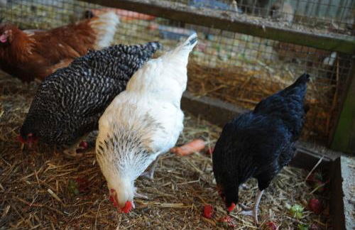 Bauernhof Koehlbrandt - Foto 84