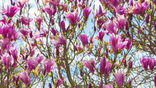 Apartment-Haus Gundelfinger - Foto 2, Garden