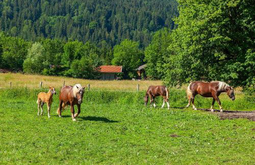 Gröbl-Alm Haus zur schönen Aussicht - Foto 11