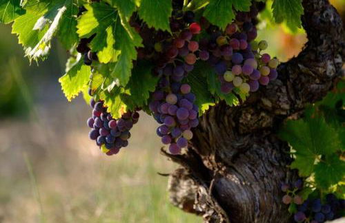 Maison de village 150 M2 au calme climatisée, piscine - Foto 40