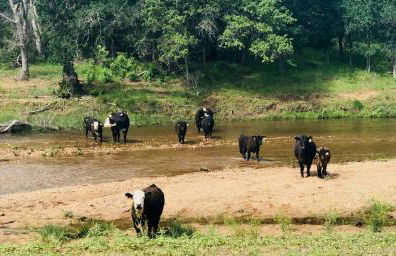 Creekside Cabin in Llano Ideal for a Weekend Getaway in Texas Hill Country - Foto 7