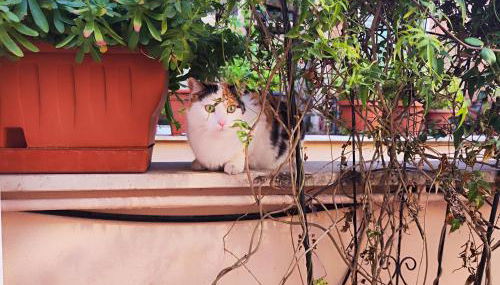 Via Arriano 11 - Foto 2, Garden