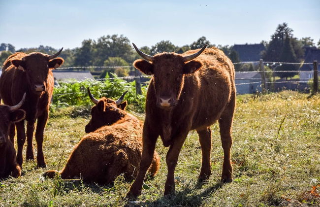 Holiday Home in Auvergne With Roofed Garden and Terrace - Foto 48