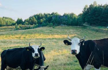 Domki na Kaszubach - Gołubie - Sikorska Dolina I - Foto 5