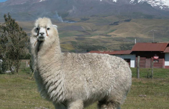 Chimborazo volcano Full Day Tour - Foto 4