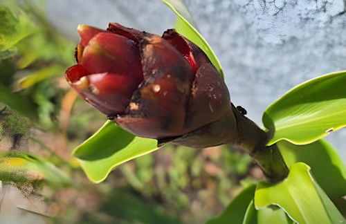 Flat Térreo em Meio a Natureza - Foto 43