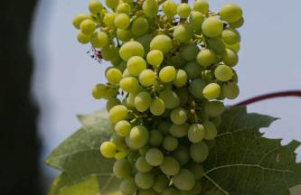 Villa Ella - Foto 27