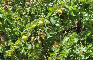 Casinha Laranja - Foto 45