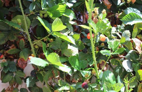 CASA EL OLIVO, TENERIFE - Foto 37