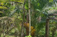 Sitio na floresta px a Belém - Photo 14