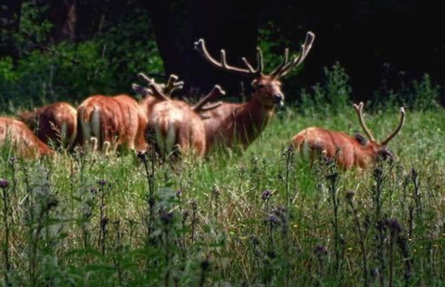 Veldenberg Nature Resort Stay - Foto 36