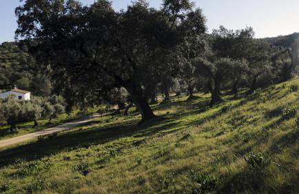 Finca Ecológica Morera - Foto 18