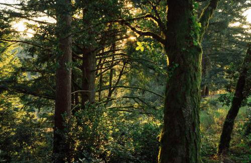 Apartment w hot tub forest & ocean view - Foto 20