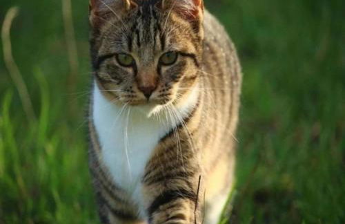 Quiet Garden Apartment - Foto 40