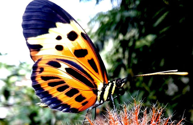 Tour della Valle del Perené - Foto 8