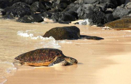 Maui Kaanapali Villas 415 · MKV 415 Updated Condo w Ocean View a - Foto 49