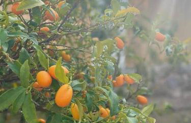 The Nook at Monda - Foto 8