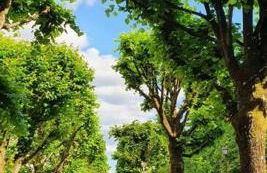 Maison avec jardin Auxerre - Foto 32