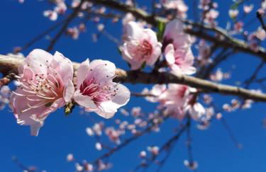 Quinta do Mirante - Foto 78