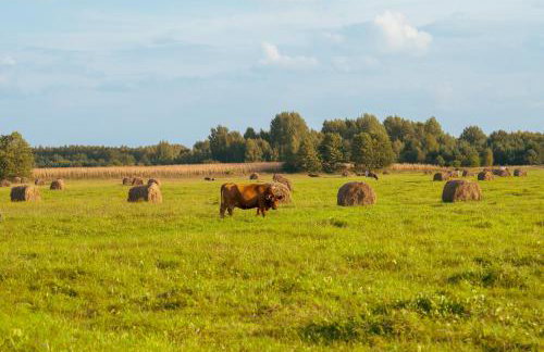 Arche Siedlisko Gorodczyno - Foto 17
