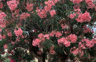 Cannes Apartment close to Congress Palace, Croisette, Beaches - Foto 48