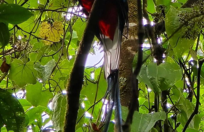 Chalets Vistas del Poas - Photo 34