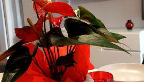 Dante 110 Suite Apartment - Foto 3