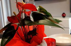 Dante 110 Suite Apartment - Foto 3