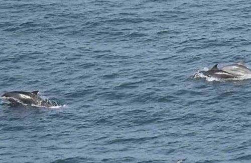 Large Cottage, Beach, Pubs Shops, Netflix, BBQ, Dog Friendly - Foto 36